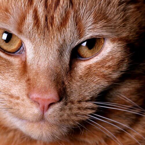 Zum Text Вредний кіт